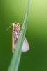 Hylaea fasciaria